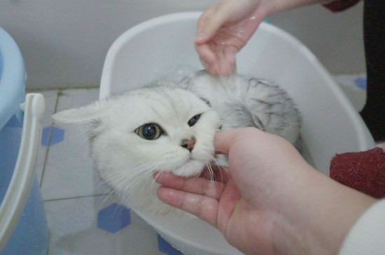 猫能用人的沐浴露吗