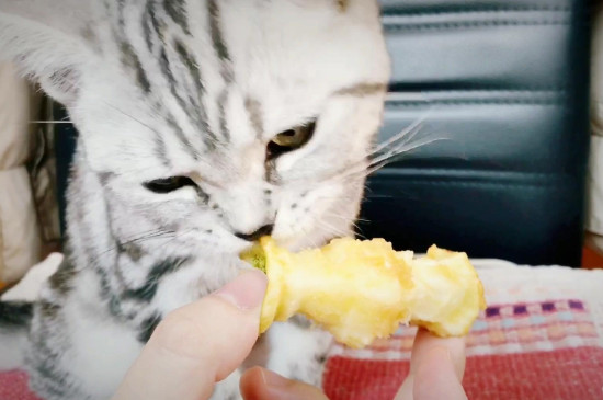 猫能吃水果吗