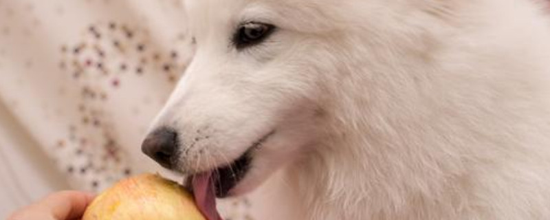 狗吃苹果有什么好处