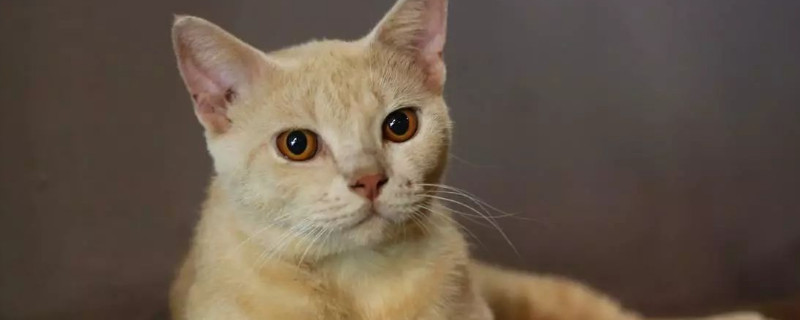 猫是色盲吗_宠物圈