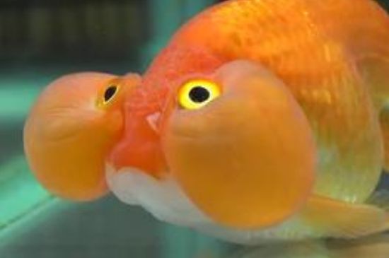 大眼睛金鱼叫什么名字