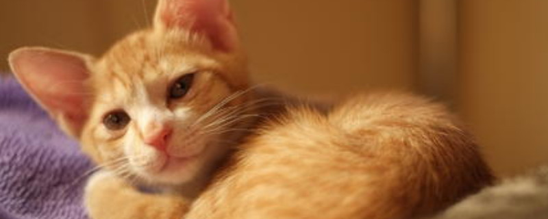 橘色的猫咪有什么品种