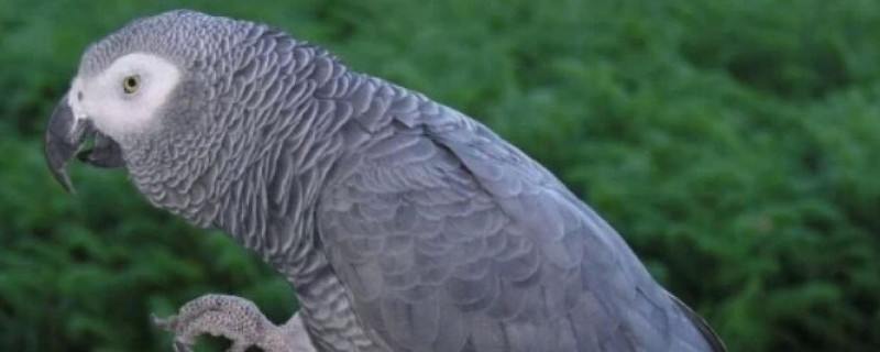非洲灰鹦鹉可以家养吗