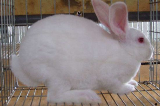 塔兔是什么品种的兔子