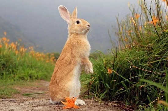 兔子多久喂一次水