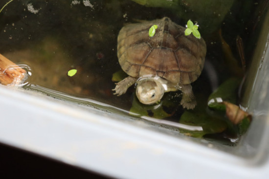 乌龟在家里失踪怎么找