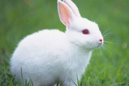 兔子生了小兔子怎么护理