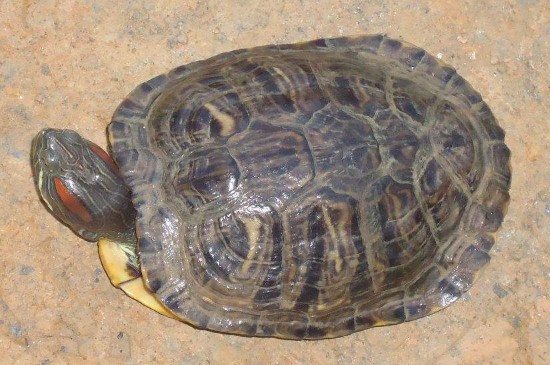 乌龟头伸特别长有什么原因吗