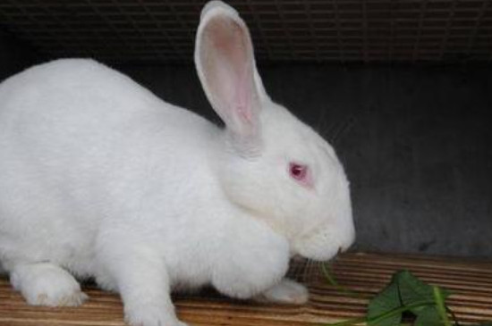 兔兔一般吃什么蔬菜
