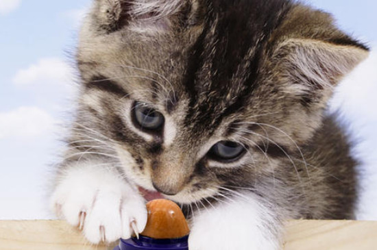 猫咪可以长期吃复合维生素吗
