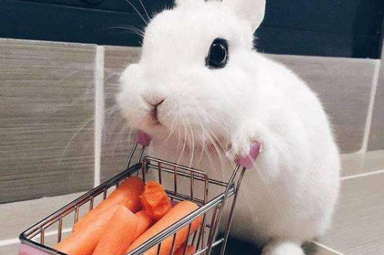 兔子吃白萝卜吗