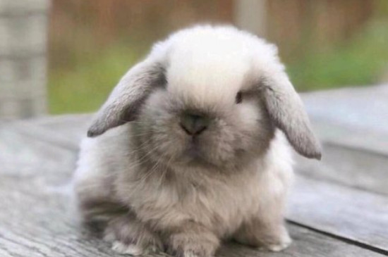 垂耳兔一般能长多少斤