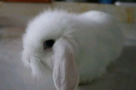 兔子为什么不粘人
