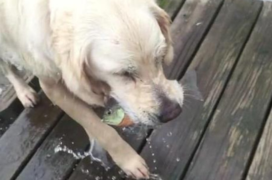 狗吃了鱼刺怎么办