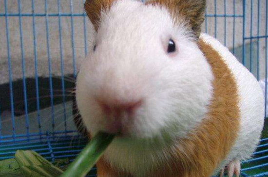 荷兰猪可以吃胡萝卜吗