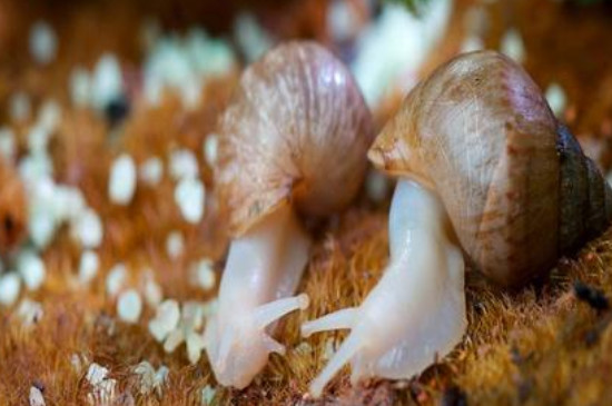 小蜗牛吃什么食物