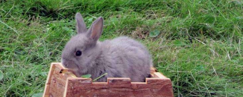 宠物兔子寿命有多长