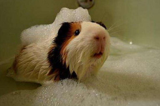 荷兰猪洗澡怎么洗