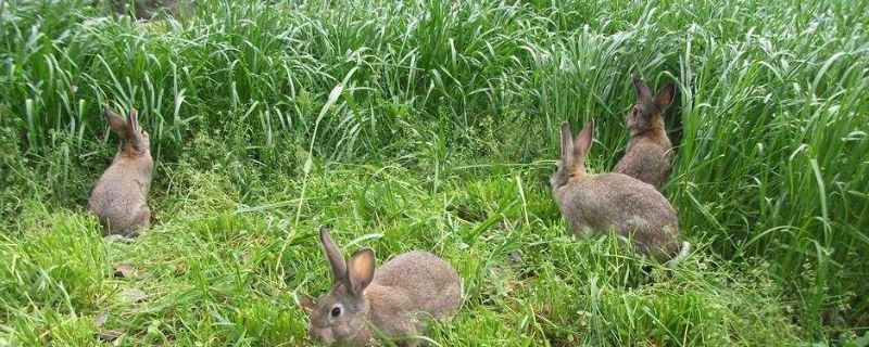兔子散养怎么管理