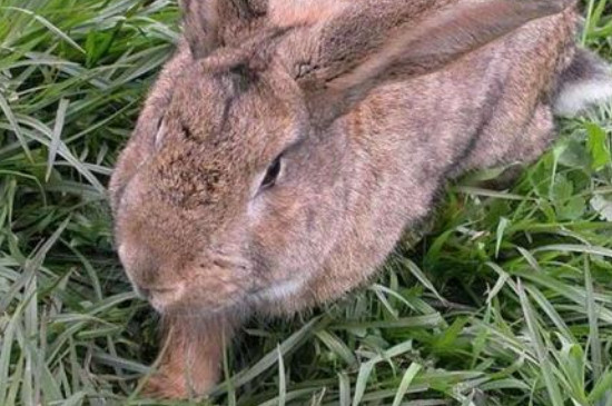 兔子近亲繁殖有没有影响