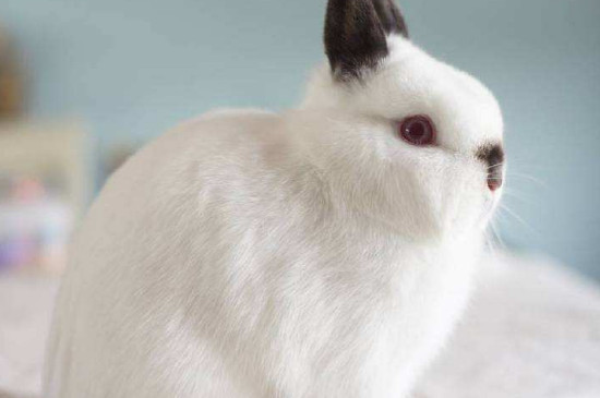 喜马拉雅兔子能长多少斤