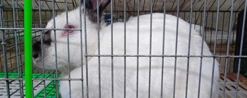 喜马拉雅兔子能长多少斤