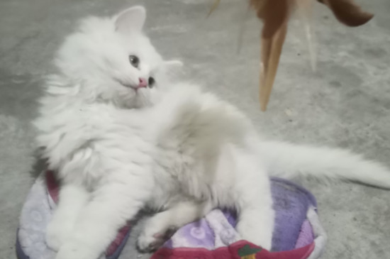 中华大白猫为什么叫气死猫