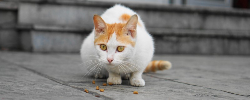 猫能吃玉米吗