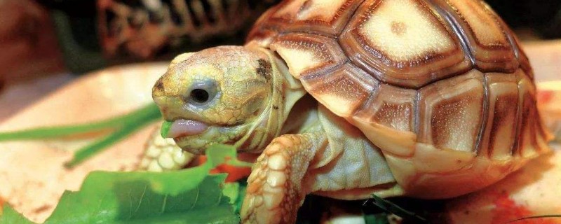 乌龟鼻子冒泡正常吗