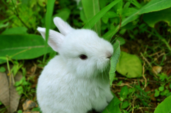 兔子喂土霉素一天一片可以吗