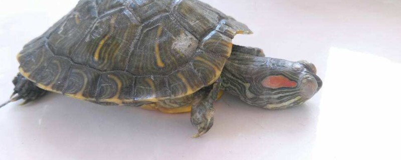 巴西龟一直闭着眼睛不进食