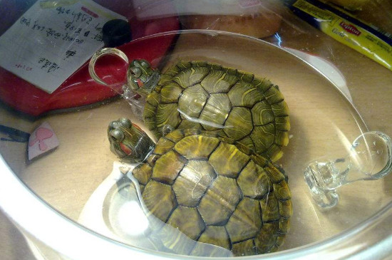 巴西龟吃泥鳅吗