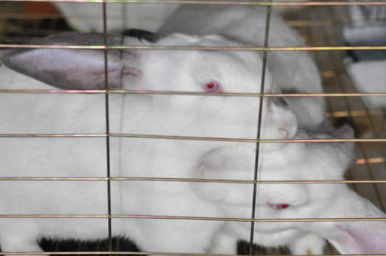 生长最快的兔子品种