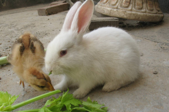 兔子喜欢玩什么东西吗