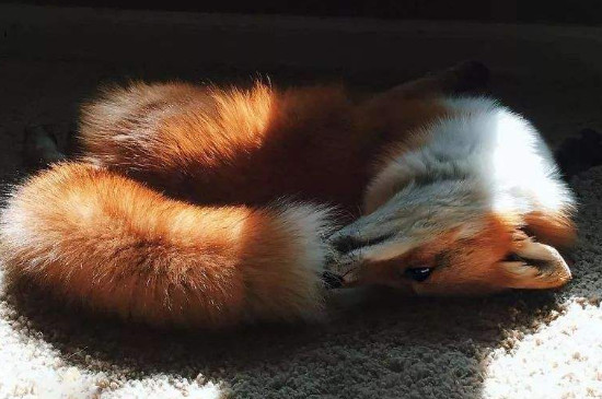 狐狸冬眠吗