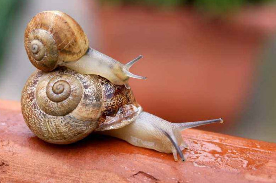 宠物蜗牛有哪些品种