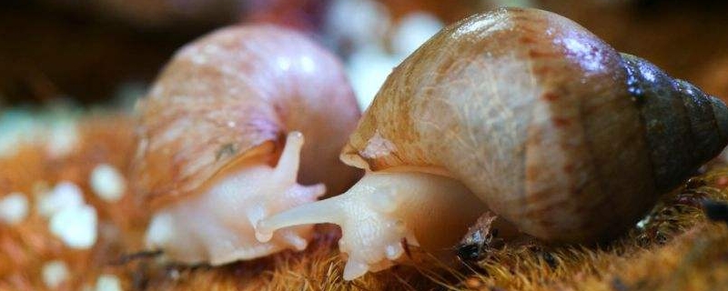 宠物蜗牛有哪些品种