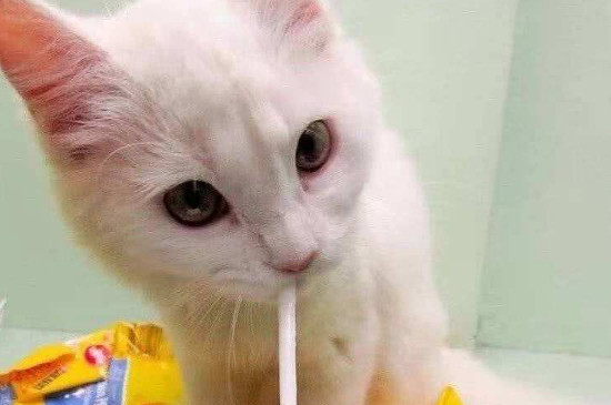 猫可以喝特仑苏牛奶吗