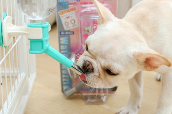 狗狗突然特别能喝水