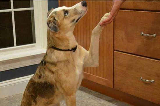怎么教狗握手