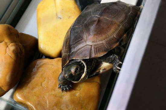 乌龟为什么能活那么久