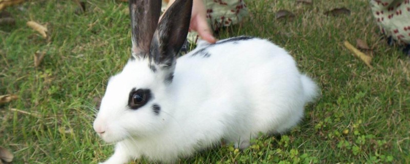 黑耳朵兔子是什么品种