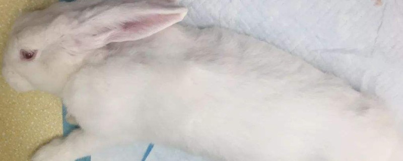 兔子侧躺怎么回事