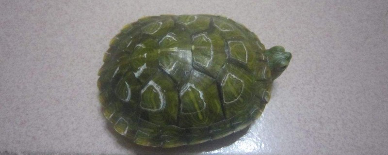 乌龟的壳软了怎么办