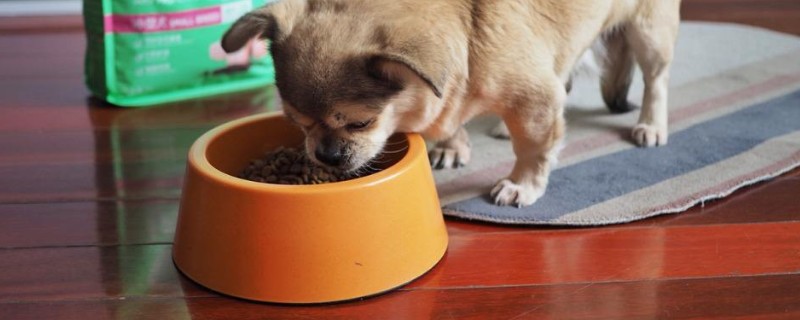 两个月狗狗吃多少狗粮