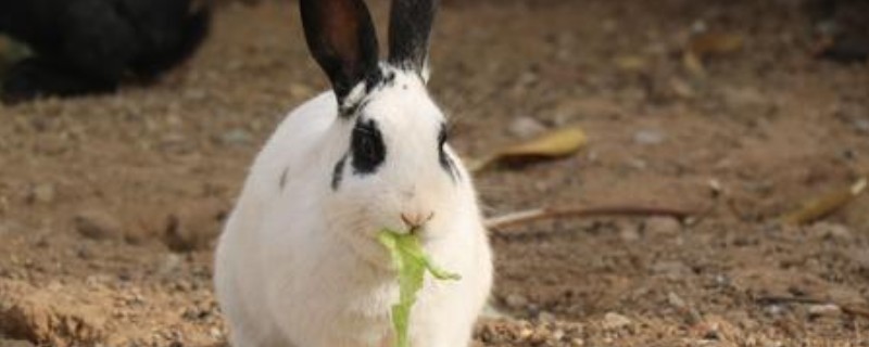 兔子为什么不能吃白菜