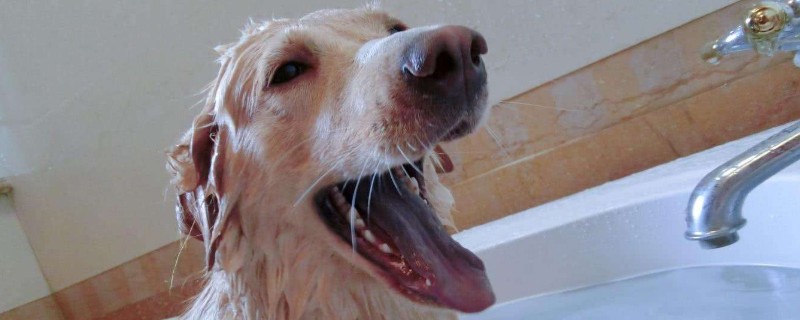 狗怀孕能洗澡吗