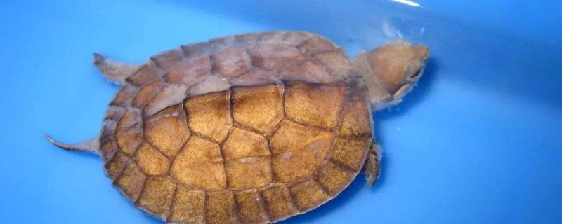 乌龟缺钙怎么办