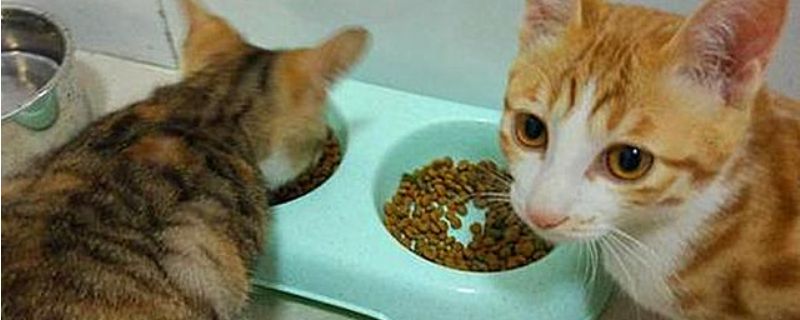 猫咪一个月吃几斤猫粮