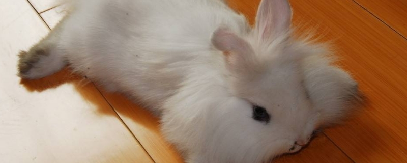 小白兔喜欢吃什么东西